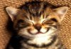 Smile Cat2.jpg
