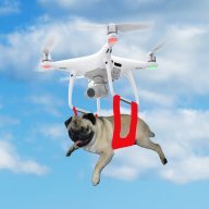 Flying pug