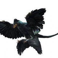 microraptor