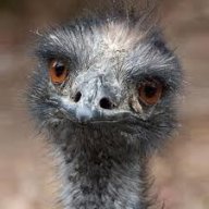 Emu