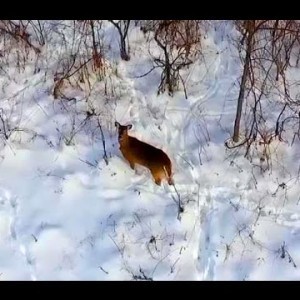 Drone vs Deer - YouTube