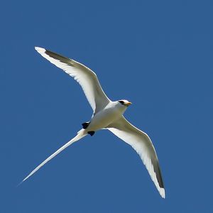 White-tailed_tropicbird