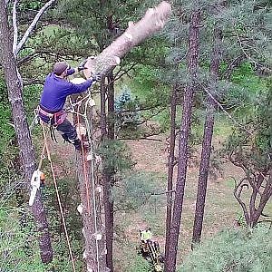 How to Remove a 107 Ft. Pine Tree From Your Yard - Call a Professional Tree Service!
