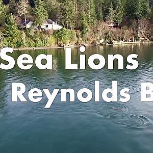 Sea lions in Reynolds Bay - YouTube