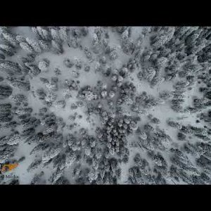 Snow Covered Trees - Drone
