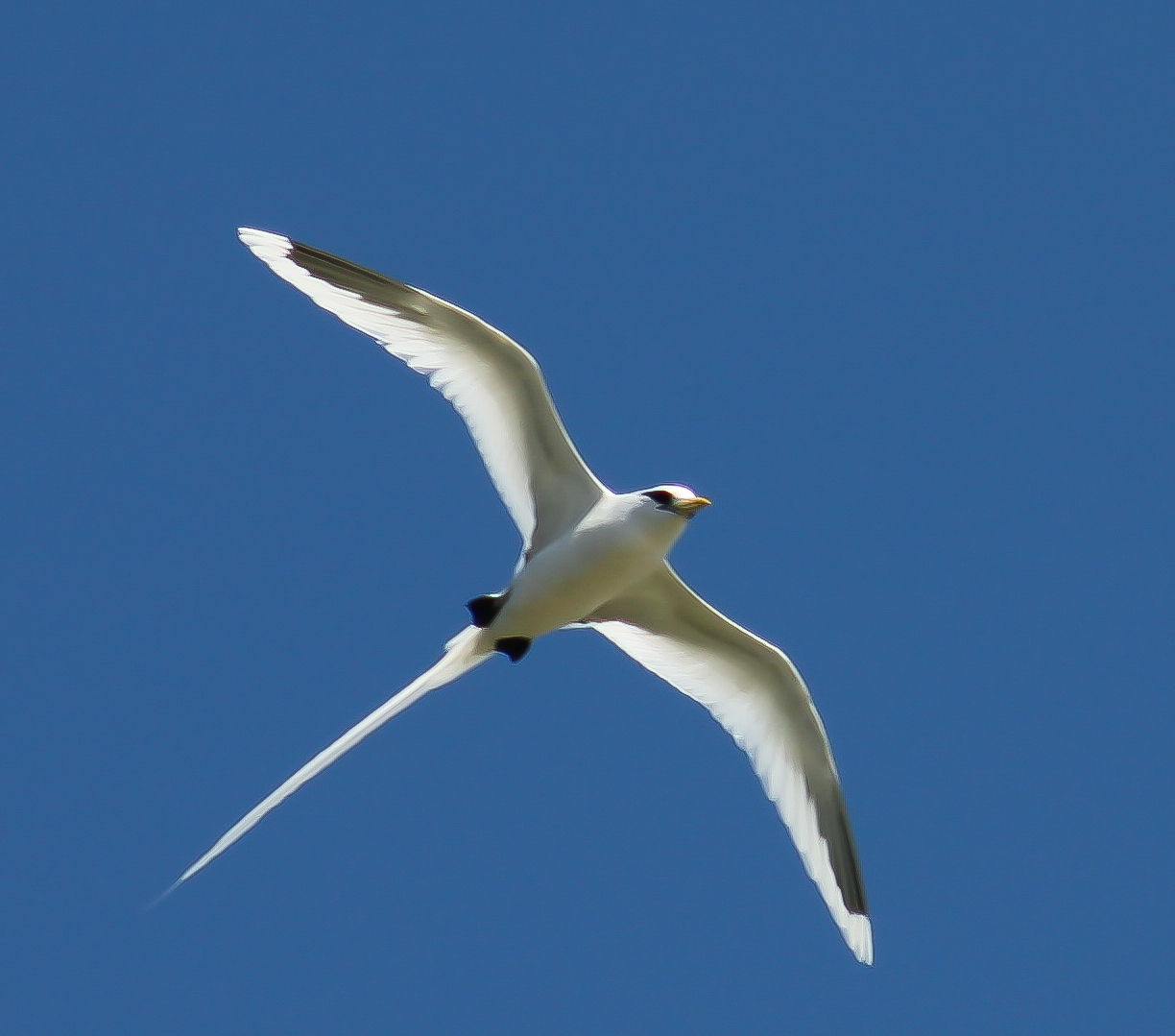 White-tailed_tropicbird